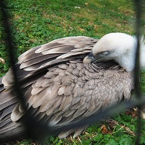 Western Eurasian griffon vulture (Gyps fulvus fulvus), 2023-10-13