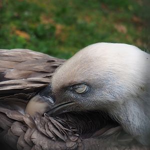 Western Eurasian griffon vulture (Gyps fulvus fulvus), 2023-10-13