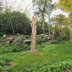 Eurasian black vulture and Western Eurasian griffon vulture aviary, 2023-10-13