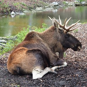 Eurasian moose (Alces alces alces), 2023-10-13
