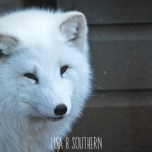 Arctic Fox