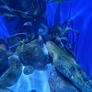 Birch Aquarium - Sheep crab and kelp greenling