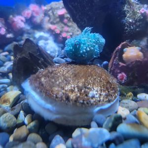 Birch Aquarium - Pacific spiny lumpsuckers with rock scallop