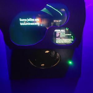 Birch Aquarium - Crystal Jelly