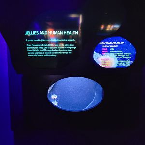 Birch Aquarium - Lion's Mane Jelly