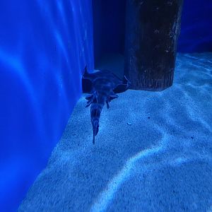 Birch Aquarium - Banded Guitarfish