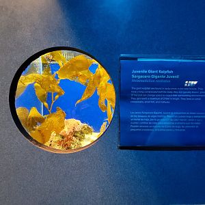 Birch Aquarium - Example of tiny tanks on juvenile wall