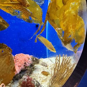 Birch Aquarium - Juvenile giant kelpfish