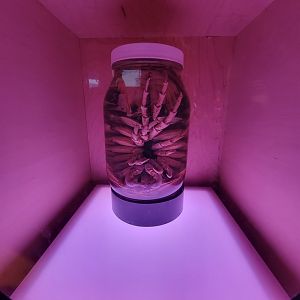 Birch Aquarium - Preserved Giant Isopod