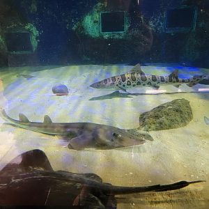 Birch Aquarium - Leopard shark, shovelnose guitarfish, pacific angelshark, diamond stingray, california halibut