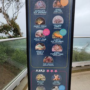 Birch Aquarium - Tidepool species