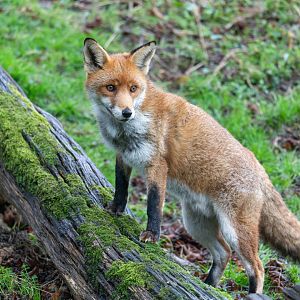 Red fox, British Wildlife Centre, UK