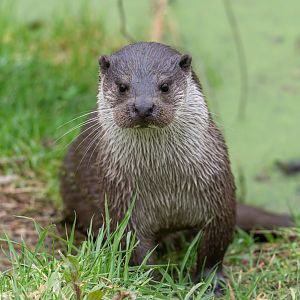 Eurasian otter, British Wildlife Centre, UK