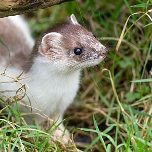 Stoat, British Wildlife Centre, UK