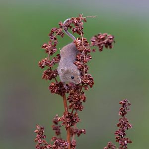 Harvest mouse British Wildlife Centre, UK