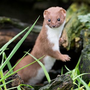 Weasel, British Wildlife Centre, UK