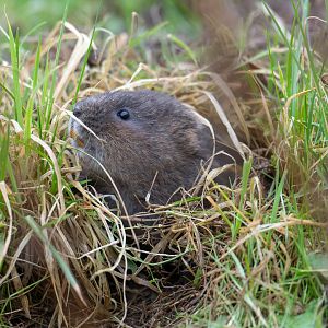 Water vole British Wildlife Centre, UK