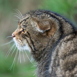 Scottish wildcat, British Wildlife Centre, UK
