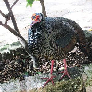 Ocellated turkey at Aviario