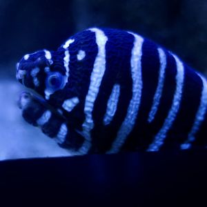 Zebra Moray (Gymnomuraena zebra)