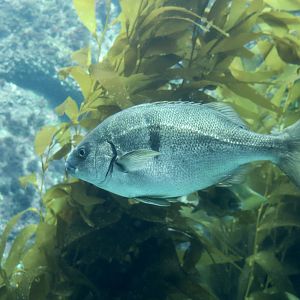 Xantic Sargo (Anisotremus davidsonii)