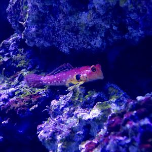 Ruby Red Dragonfish (Synchiropus sycorax)