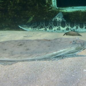 California Halibut (Paralichthys californicus)