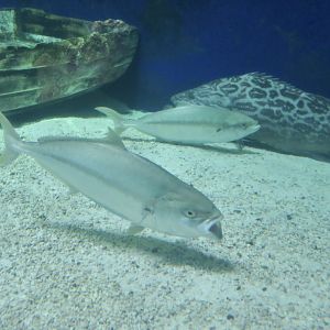 California Yellowtail (Seriola dorsalis)