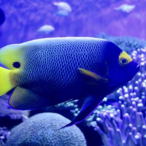 Yellowface Angelfish (Pomacanthus xanthometopon)