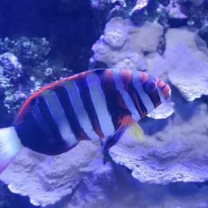 Harlequin Tuskfish (Choerodon fasciatus)