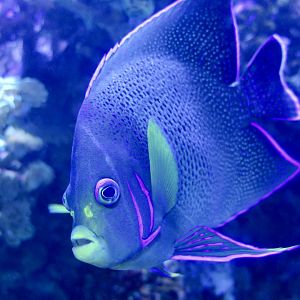 Semicircled Angelfish (Pomacanthus semicirculatus)