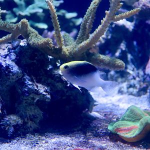 Rolland's Demoiselle (Chrysiptera rollandi)