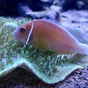 Pink Skunk Clownfish (Amphiprion perideraion)