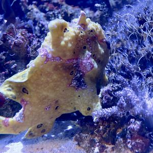 Warty Frogfish (Antennarius maculatus)