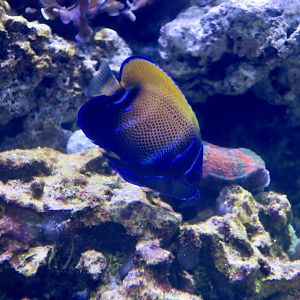 Majestic Angelfish (Pomacanthus navarchus) transition phase
