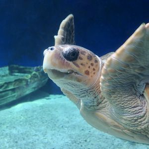 Loggerhead Sea Turtle (Caretta caretta)