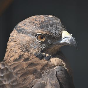 Crested honey buzzard (Pernis ptilorhynchus)