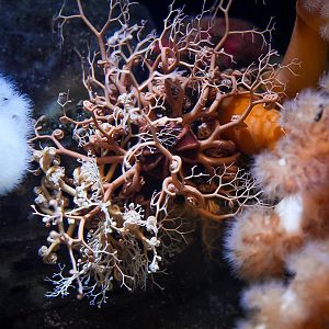 Basket Stars