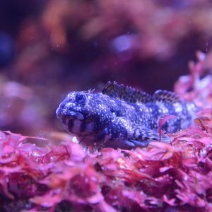 Montagu's blenny (Coryphoblennius galerita)