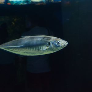 Mediterranean horse mackerel (Trachurus mediterraneus)