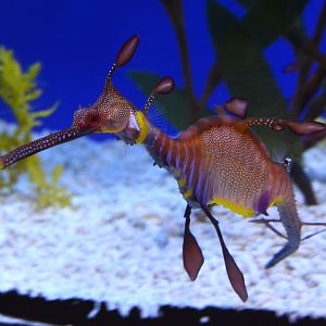 Weedy seadragon (Phyllopteryx taeniolatus)