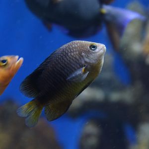 Threespot damselfish (Stegastes planifrons)