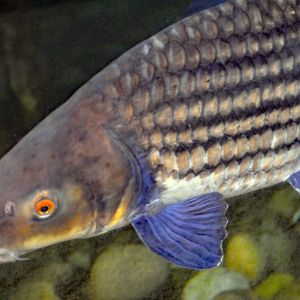 ID Help please? taken 27 08 2011 possibly from the tank in the Elephant house?