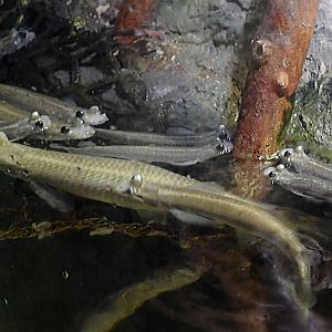 ID Help please? taken 11 08 2012