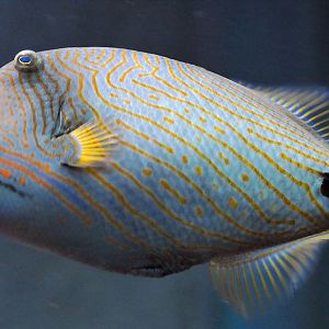 ID Please, taken 30 06 2011