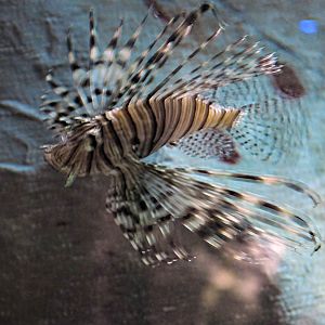 ID Please, taken 30 06 2011