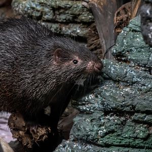 Phillippine porcupine (Hystrix pumila)