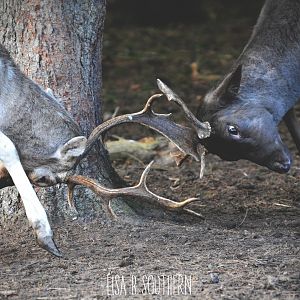 Fallow Stags