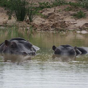 Nile Hippo in Wild Africa Area