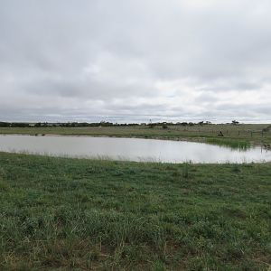 Nile Hippo Lake in Wild Africa Area